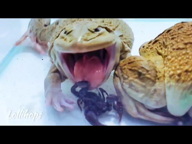 Giant Asian Bullfrog Eats Many Scorpion! Asian Bullfrog Live Feeding