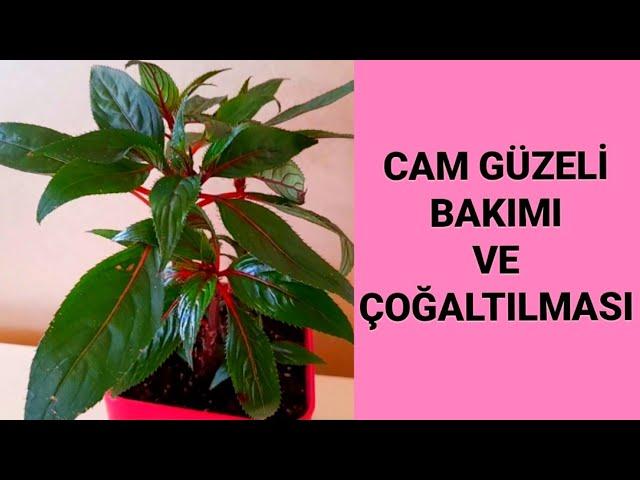 CAM GÜZELİ BAKIMI VE ÇOĞALTILMASI🪴Saksı değişimi#çiçekbakımı