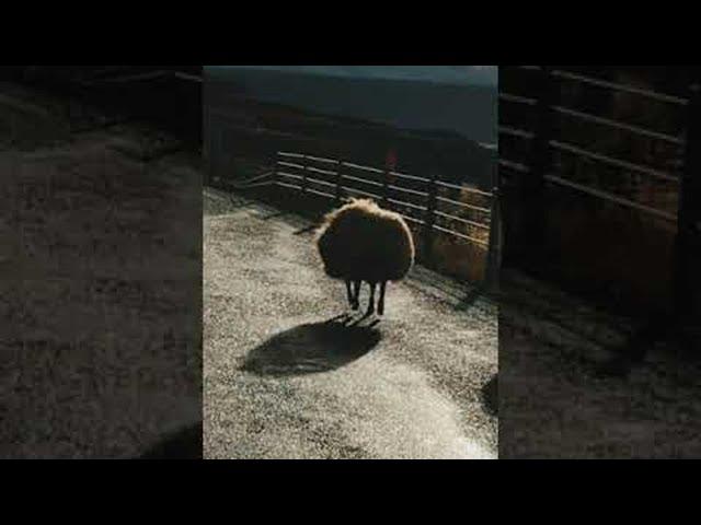 Bouncing Sheep in Iceland || ViralHog