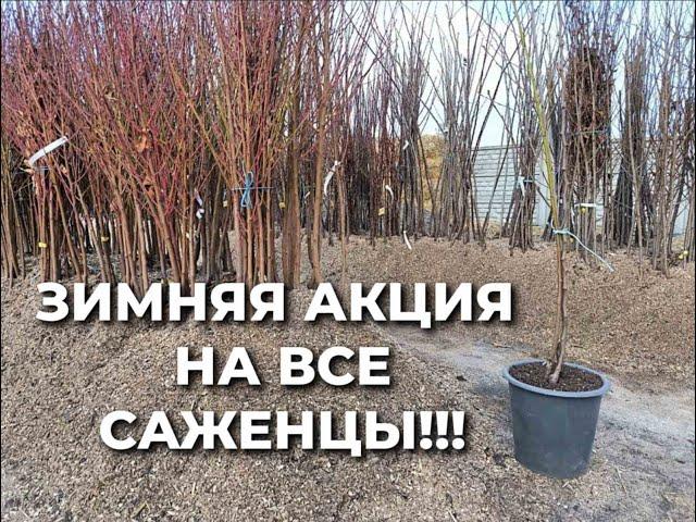 Зимняя акция на наши саженцы!!!