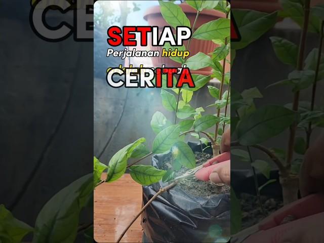 Potong hingga tuntaskan #bonsai #tree #perjalanan #fypシ゚ #viral