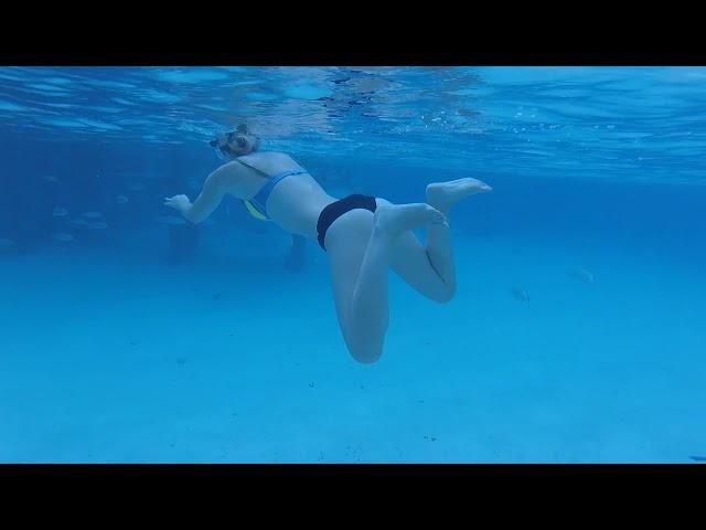 Nurse Shark Attack