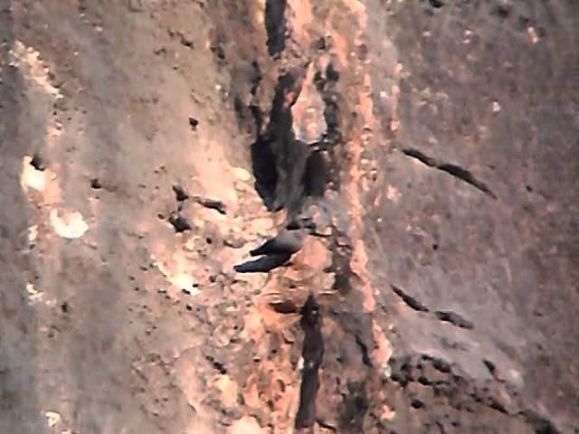 Picchio muraiolo - Wallcreeper