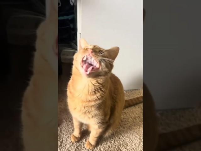 Vocal cat.