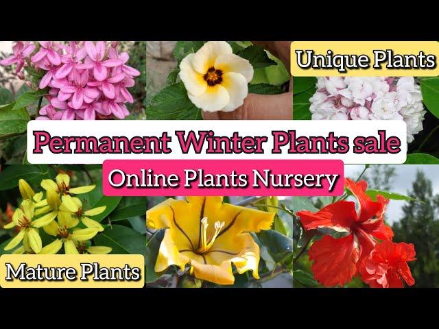 Nov-Dec Garden Plants for sale, unique permanent plants with name & price, online plants nursery