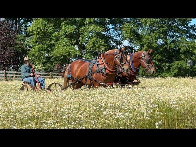 2024 Ohio Suffolk Regional Gathering