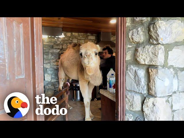 Rescued Camel Keeps Breaking Into His Dad's Kitchen | The Dodo