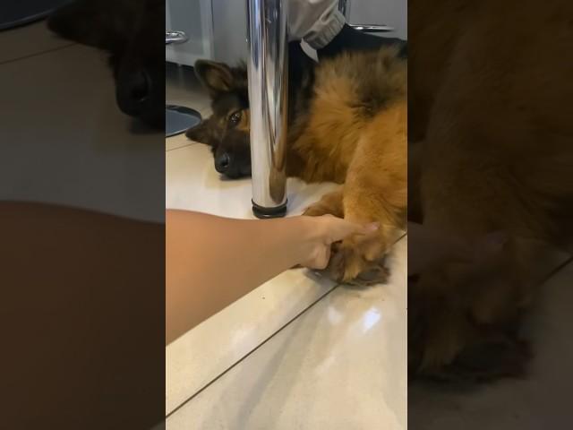 Rooth ️ #shorts #foryou #love #couple #vlog #srilanka #dog #germanshepherd #new