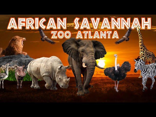 The African Savannah at Zoo Atlanta | Ep. 10