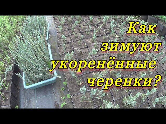 Как зимуют укоренённые черенки декоративных растений?