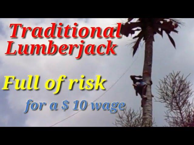 TRADITIONAL LUMBERJACK WITHOUT SAFETY EQUIPMENT @Idar TV