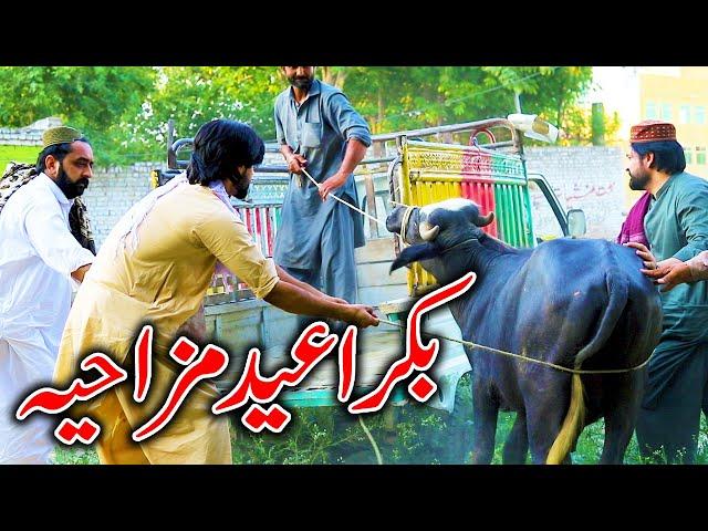 Bakra Eid Special Funny Video By PK TV Vines 2024 | PK TV