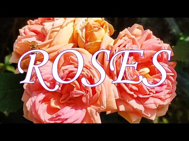 Róże. 3 róże od Kordesa:  Alchymist,  Sweet Laguna i Alexandra Princesse de Luxembourg.