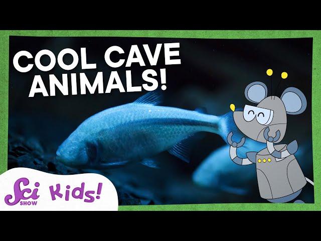 The Amazing Adaptations of Cave Animals! | Let's Explore Caves! | SciShow Kids