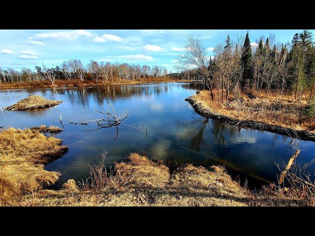 Spring Beaver Trapping Part 5, This Beaver Dam might be a World Record!!!