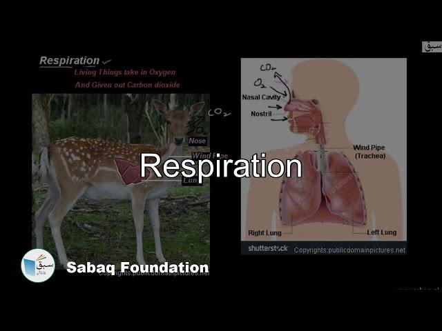 Respiration, General Science Lecture | Sabaq.pk