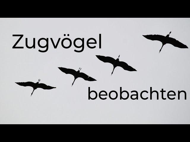 Zugvögel beobachten und erfassen | Grundlagen, Tipps und Tricks | Zugplanbeobachtung