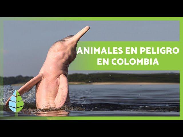 10 Animales en PELIGRO de EXTINCIÓN en COLOMBIA ️