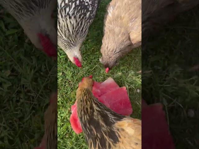 Frozen watermelon treat for the chickees!!! #backyardchickens