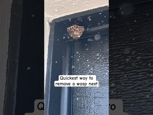 Get Rid of Wasp Nests Fast and Safely with This Method