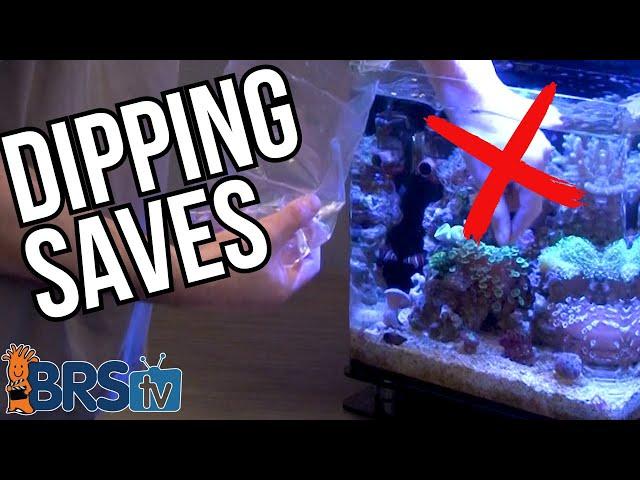 AVOID These 7 Mistakes Reefers Make When Dipping New Coral!