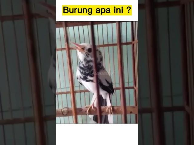 Coba tebak ini burung apa ? #muraibatu #shorts