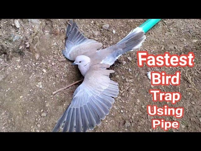Creative Ideas Fastest Bird Trap With Peppa Pipe That Work 100%