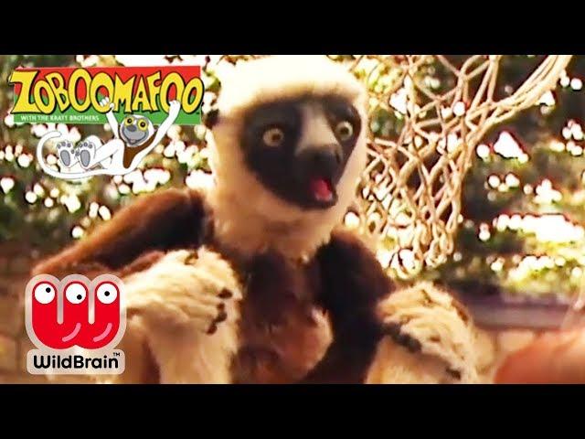 Zoboomafoo | EPISODE COMPILATION: Happy Lemur Day! | Animals For Kids