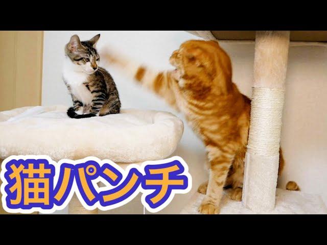 猫パンチをお見舞いされた後、子猫がとった行動が…【保護猫】