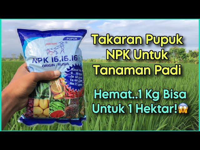 Dosis Pupuk NPK 16-16-16 Untuk Tanaman Padi | Takaran Per Tangki 16 Liter