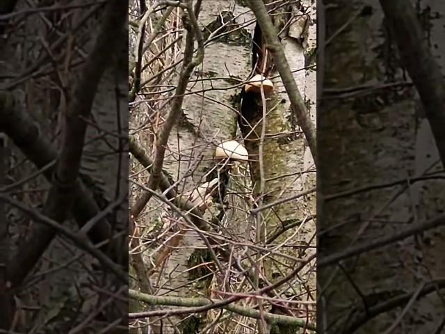 Birch tree walk #nature #tree #shortsvideo