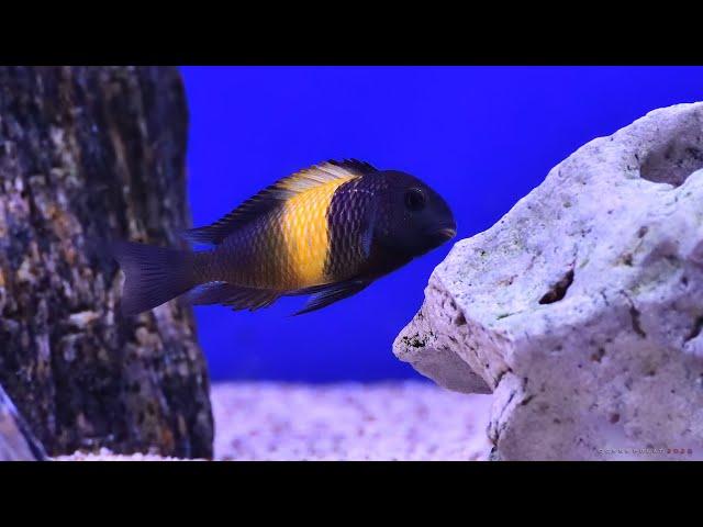 Tropheus Black Kriza (550 LT)