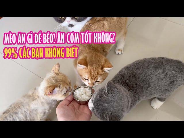 Mèo Ăn Cơm Tốt Không? Mèo Ăn Gì Để Béo? | 99% Các Bạn Không Biết