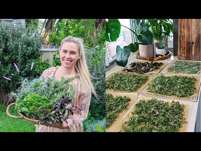 PRESERVING Herbs from Garden // Sustainable Living on an Urban Homestead // Dried Herbs