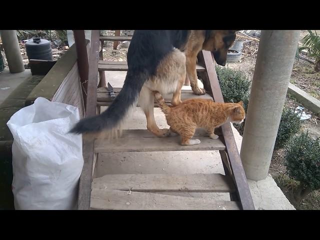 Dog vs Cat | Dog and Cat sex | Собака и кошка секс