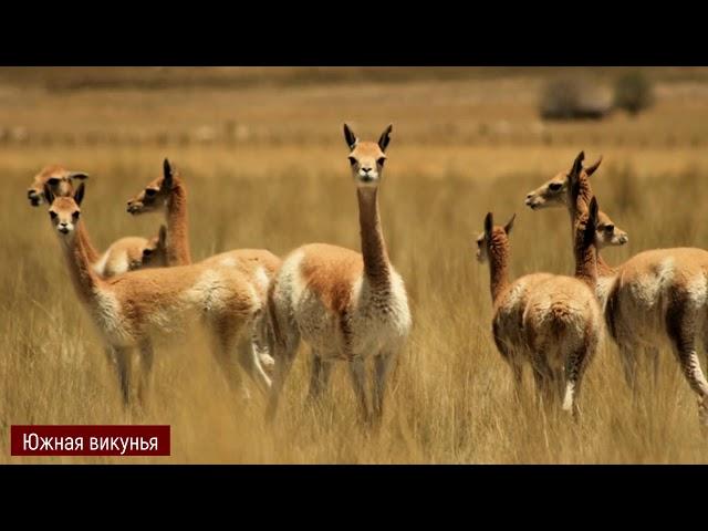 Лама, Гуанако, Викунья, Альпака   Энциклопедия животного мира