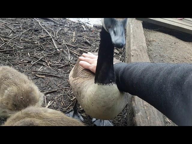 Stroking wild Canada geese.