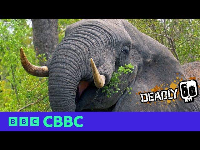 Elephant Facts  | Deadly 60 | CBBC