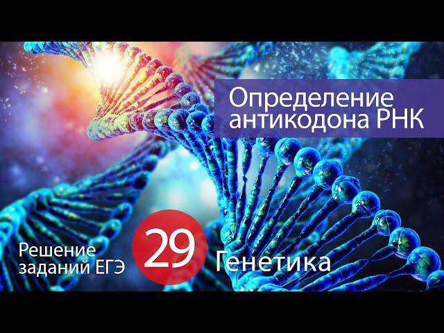 ЕГЭ №28: Определение аминокислоты через антикодон т-РНК