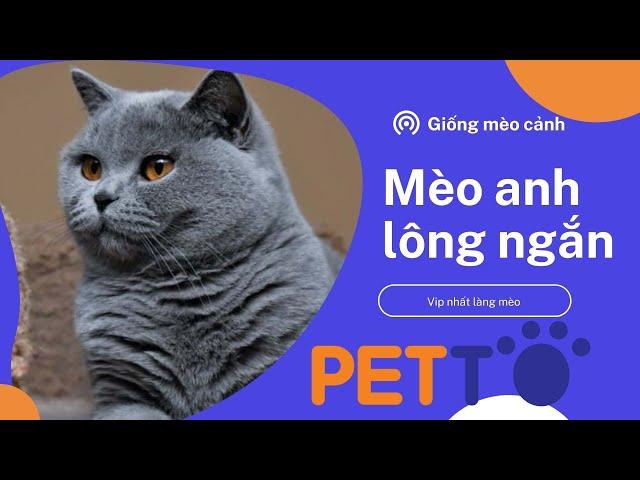 Mèo Anh Lông Ngắn - Giá Cả Và Những Điều Cần Biết - Petto TV