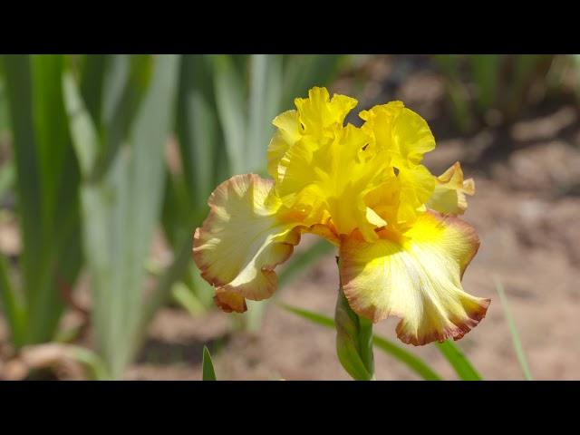 Stout Gardens: Iris