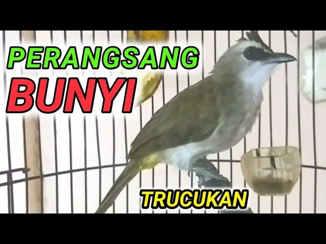 PERANGSANG BUNYI BURUNG TRUCUK TRUCUKAN BIAR CEPAT GACOR