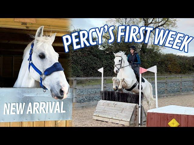 First Week With A New Horse | Weekly Vlog