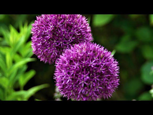 Blooming June  @ Lytham Hall 7th June HD Video - A walk through the grounds. #blackpoolphotographer