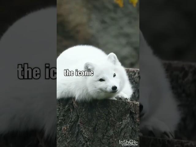 Why Do Arctic Foxes Change Color of their fur #shorts #youtubeshorts #viral #amazing #facts