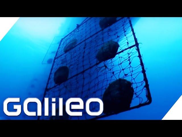 Die teuersten Perlen der Welt | Galileo | ProSieben