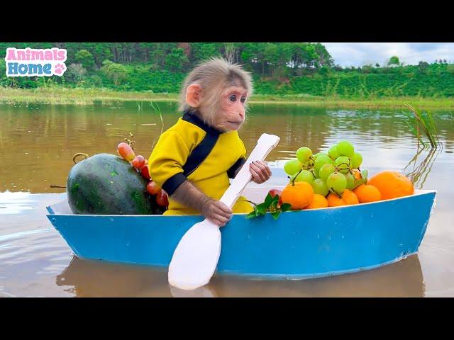 BiBi rowes boat to pick fruit