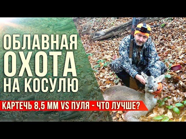 Облавная (гаевая) охота на косулю в Краснодарском крае. Картечь 8,5 мм  vs пуля - что лучше?