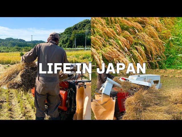 [Vlog] Daily life in Japan Feeling autumn while helping my father harvest rice.