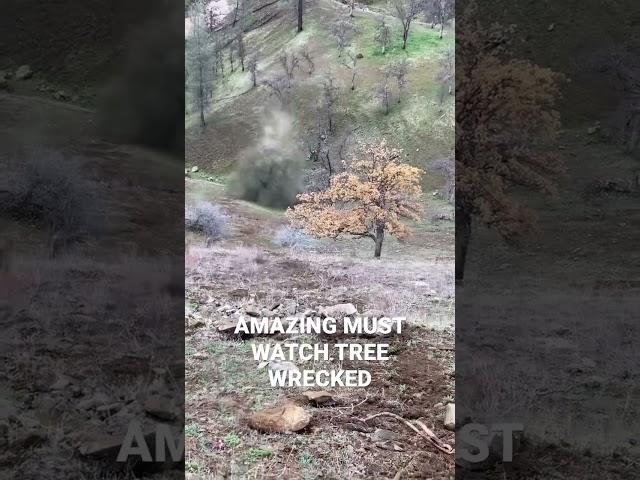 TREE GETS DESTROYED BY ROCK